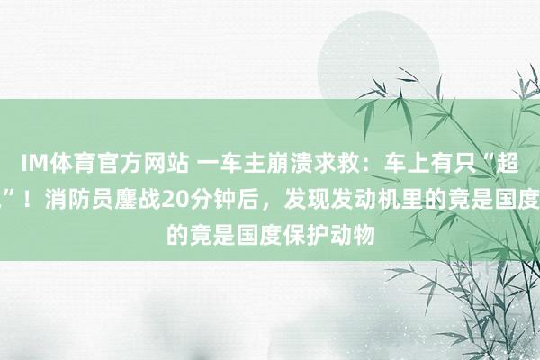 IM体育官方网站 一车主崩溃求救：车上有只“超凶大老鼠”！消防员鏖战20分钟后，发现发动机里的竟是国度保护动物