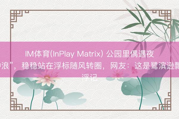 IM体育(InPlay Matrix) 公园里偶遇夜鹭“冲浪”，稳稳站在浮标随风转圈，<a href=