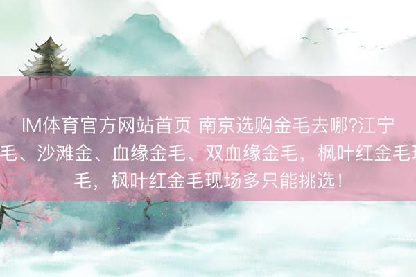 IM体育官方网站首页 南京选购金毛去哪?江宁名宠基地奶油金毛、沙滩金、血缘金毛、双血缘金毛，枫叶红金毛现场多只能挑选！